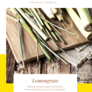 Twinkle Baby Herbal Tea (YANG)