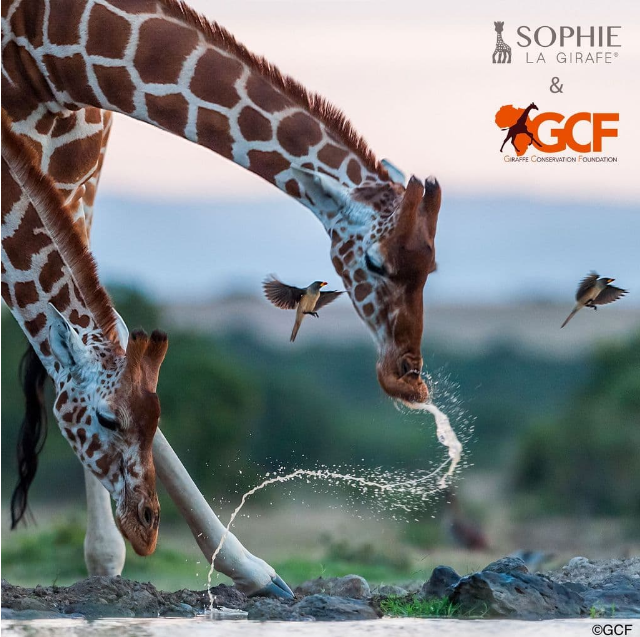 Sophie La Girafe X GCF Set - [With FOC Sophie Keychain]